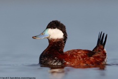 Ruddy Duck