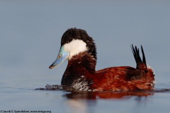 Ruddy Duck