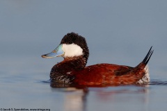 Ruddy Duck