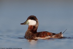 Ruddy Duck