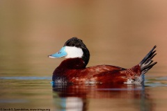 Ruddy Duck