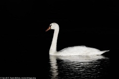 Mute Swan