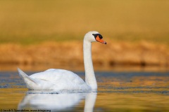 Mute Swan