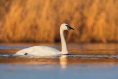 Trumpeter Swan