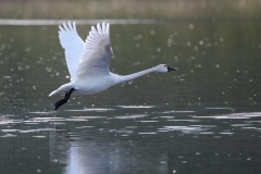 Tundra Swan