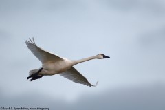 Tundra Swan