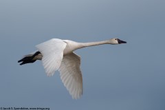 Tundra Swan