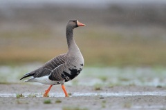 Greater White-fronted Goose