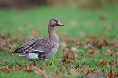 Greater White-fronted Goose