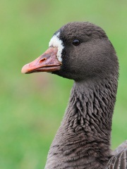 Greater White-fronted Goose