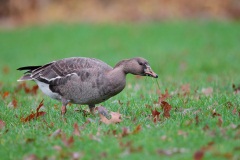 Greater White-fronted Goose