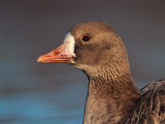 Greater White-fronted Goose