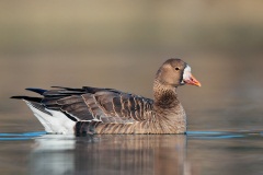 Greater White-fronted Goose