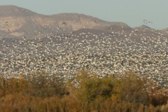 Snow Goose