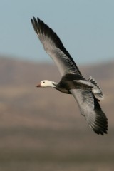 Snow Goose (Blue Goose)