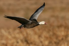 Snow Goose (Blue Goose)