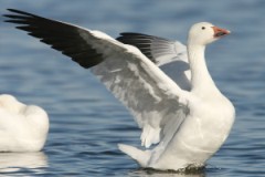 Snow Goose