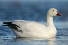 Snow Goose