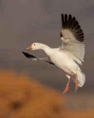 Snow Goose