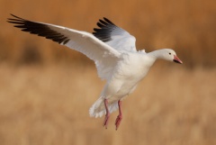 Snow Goose