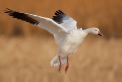 Snow Goose