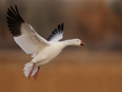 Snow Goose