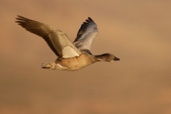 Snow Goose (Blue Goose)