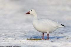 Snow Goose