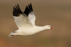 Ross's Goose