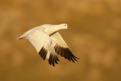 Ross's Goose