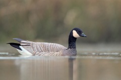 Cackling Goose