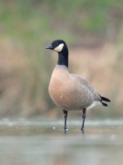 Cackling Goose