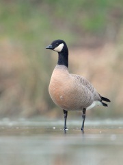 Cackling Goose