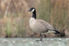 Cackling Goose