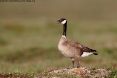 Cackling Goose