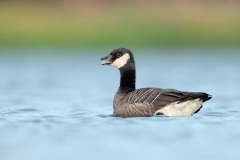 Cackling Goose