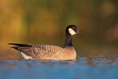 Cackling Goose