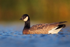 Cackling Goose