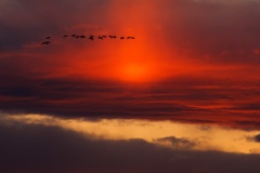 Canada Geese