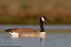 Canada Goose