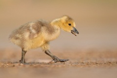 Canada Goose