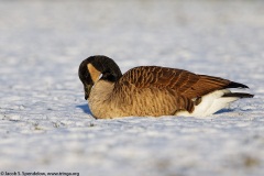 Canada Goose