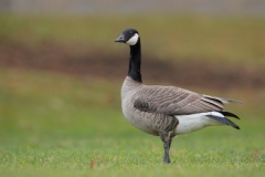 Cackling (Taverner's) Goose