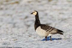 Barnacle Goose