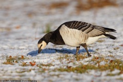 Barnacle Goose