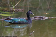 Muscovy Duck