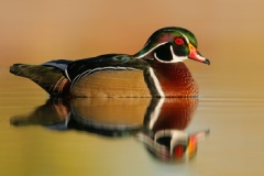 Wood Duck