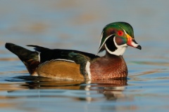 Wood Duck