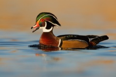 Wood Duck