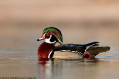 Wood Duck